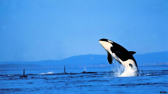 download-killer-whale-orca-1280-x-720-hdtv-720p