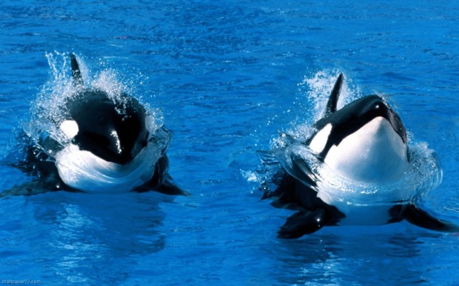 treading-water-killer-whale-mammal-wallpaper-ocean-sea-underwater-water