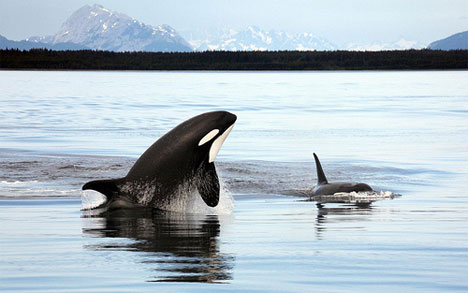 two-killer-whales